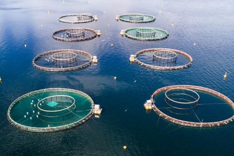 Aquaculture