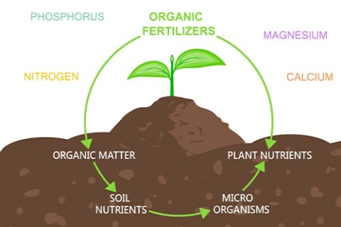 Soil Rehabilitation